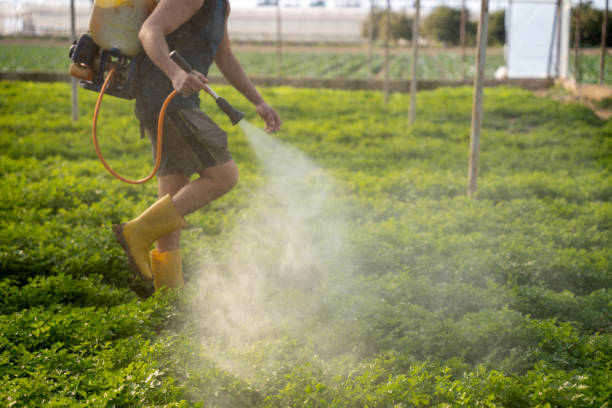 Best Wasp Removal Services  in Cape St Claire, MD